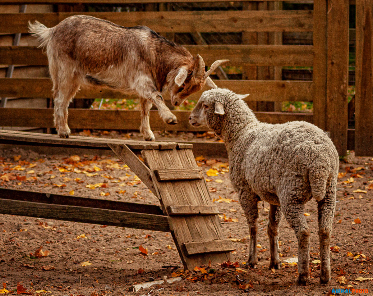 Овца и козел