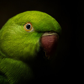 ... и зеленый попугай