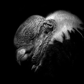 Кондор. Vultur gryphus