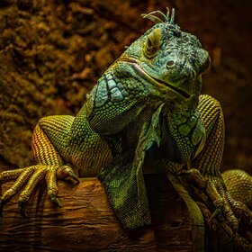 ������������ ������