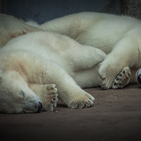 Белые медвежата рядом с мамой