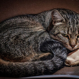 ������� ���������