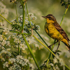 ���������� ������