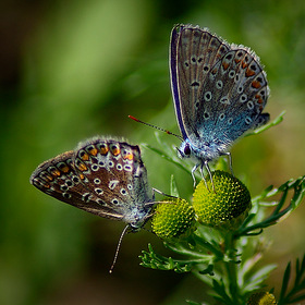 Бабочки голубянки