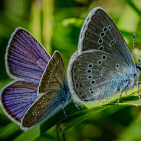 ��������� ������ (Cyaniris semiargus)