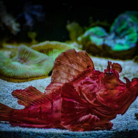 -  Rhinopias eschmeyeri